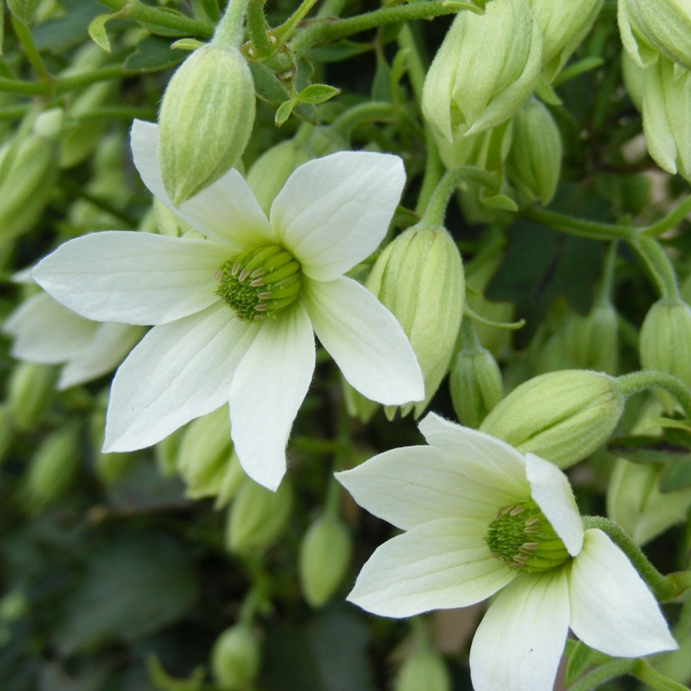 Clematis 'Michiko'™ evipo044 image