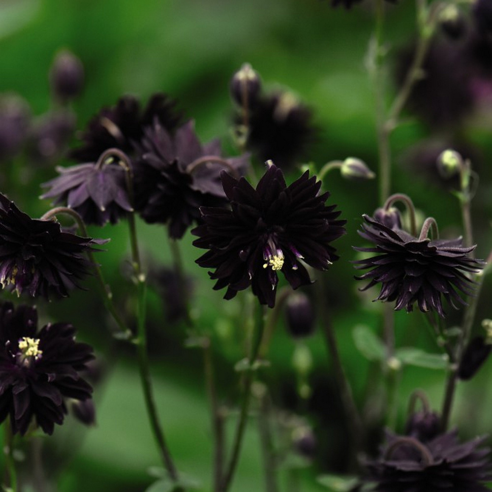 Aquilegia vulgaris var. stellata 'Black Barlow' image