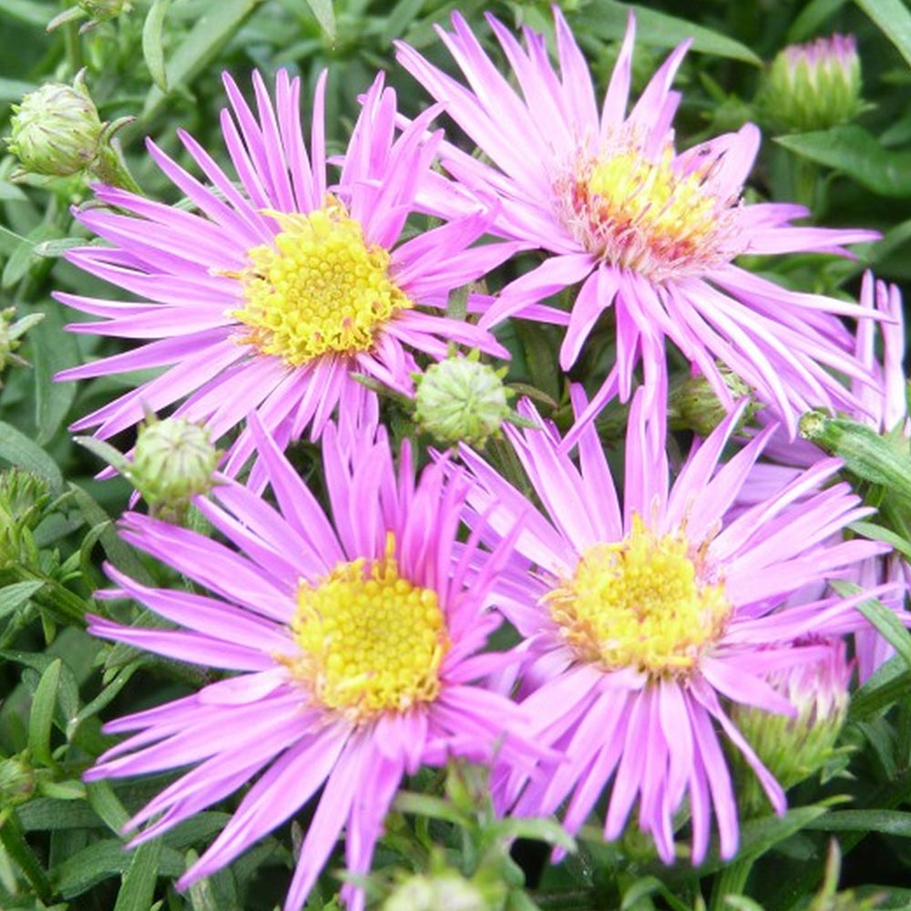 Aster novi-belgii 'Dandy' image