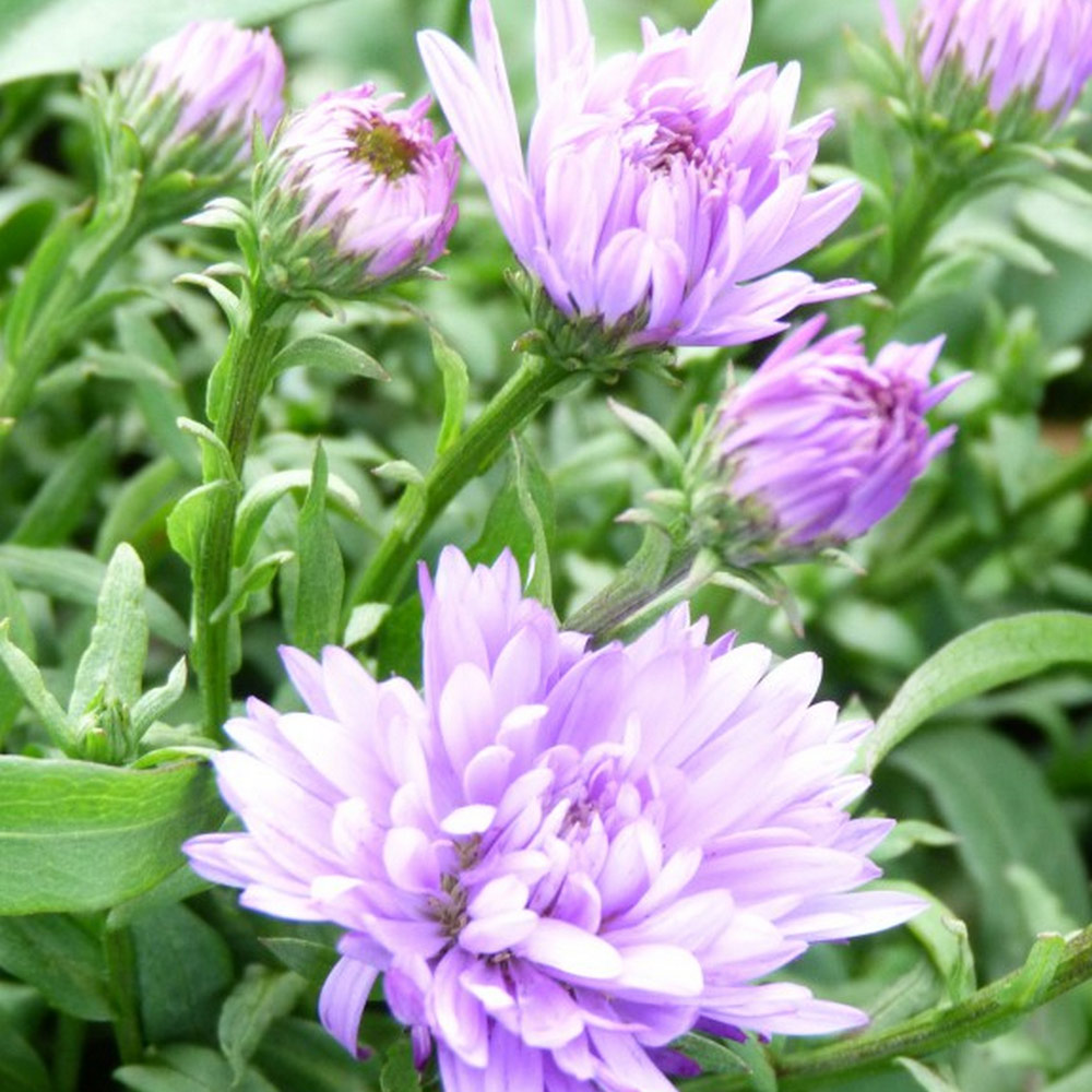 Aster novi-belgii 'Audrey' image