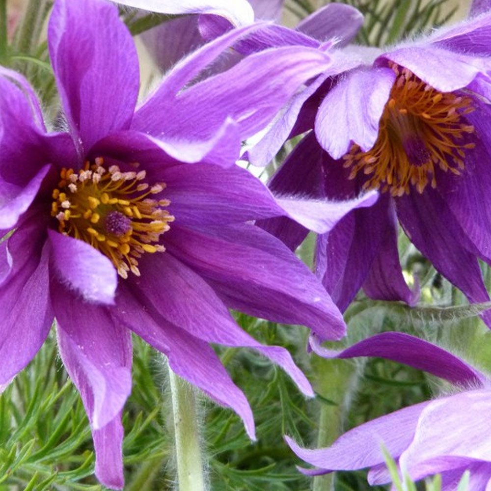 Pulsatilla vulgaris image