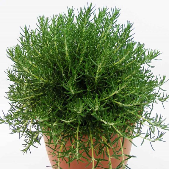 Rosemary 'Roman Beauty' image