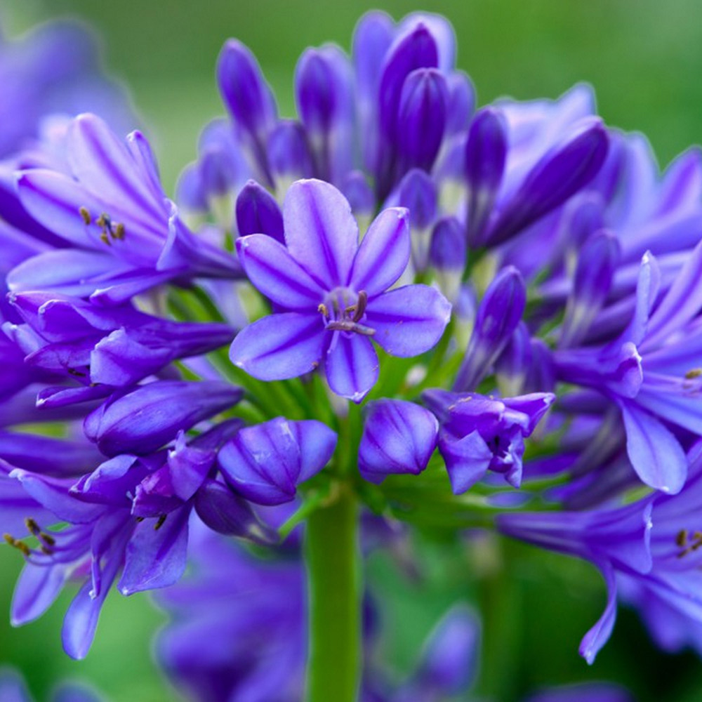 Agapanthus 'Brilliant Blue' image