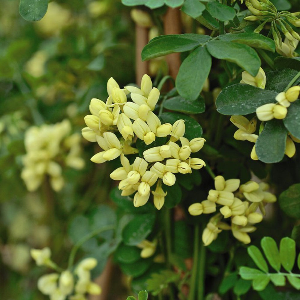 Coronilla valentina subsp. glauca 'Citrina' image