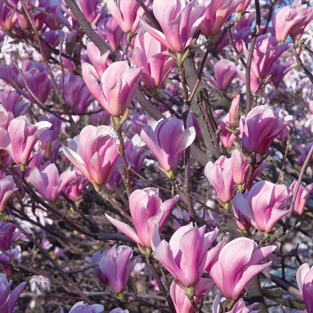 Magnolia 'Heaven Scent' image