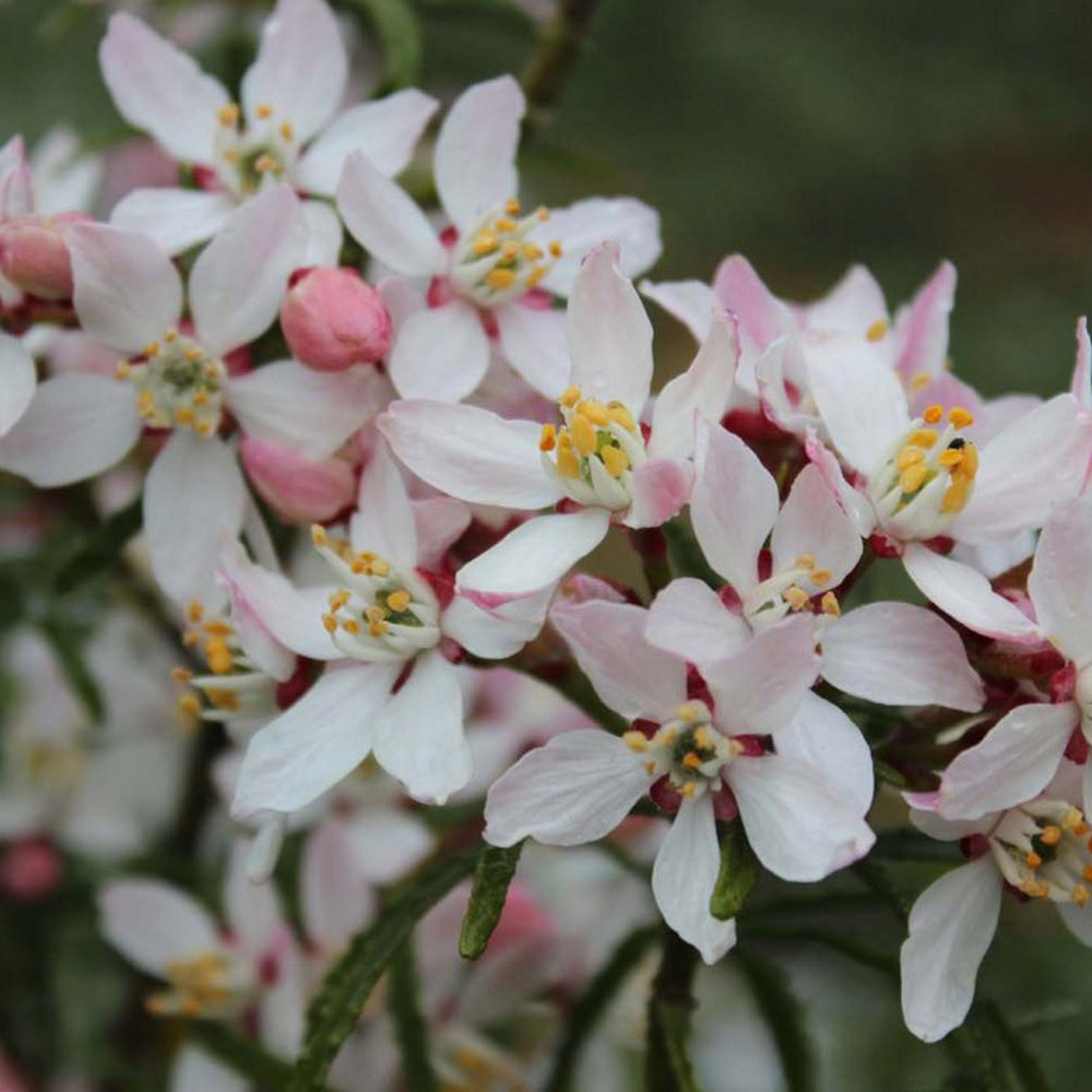 Choisya ternata 'Apple Blossom' image