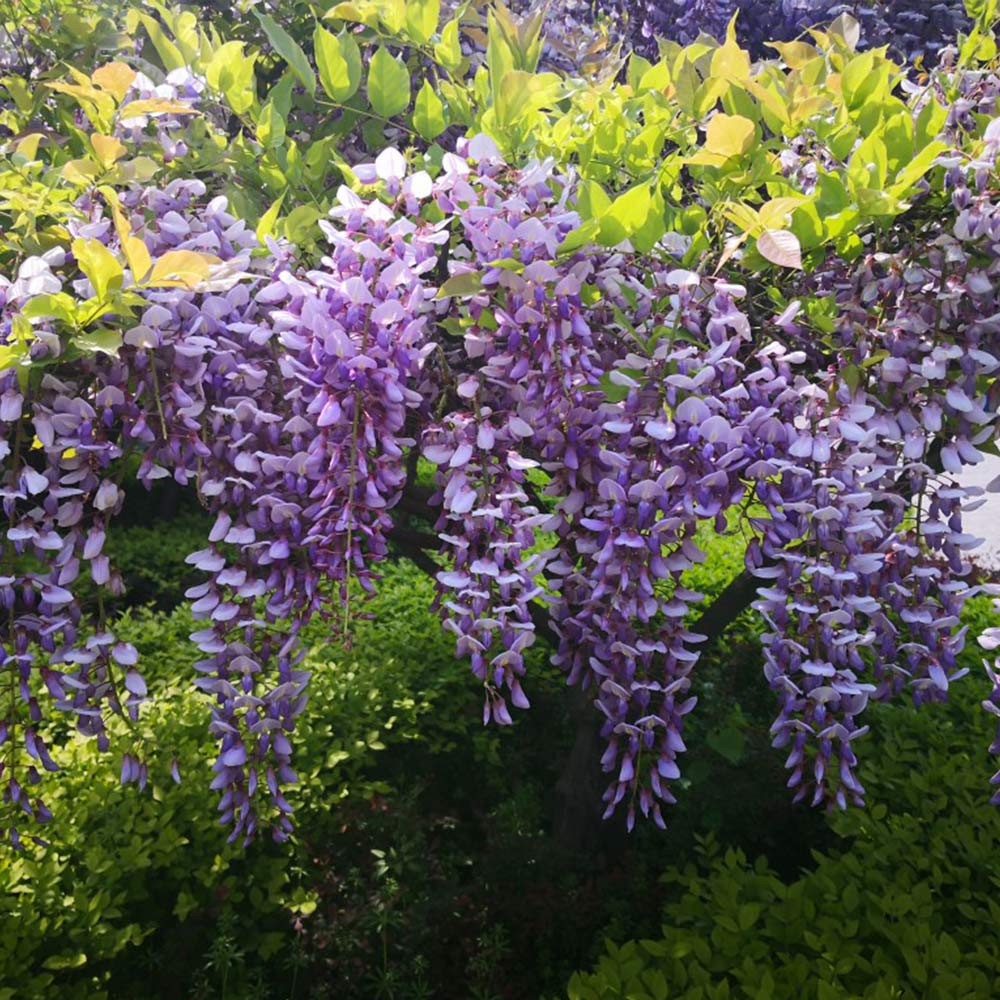 Image of Primroses companion plant for wisteria