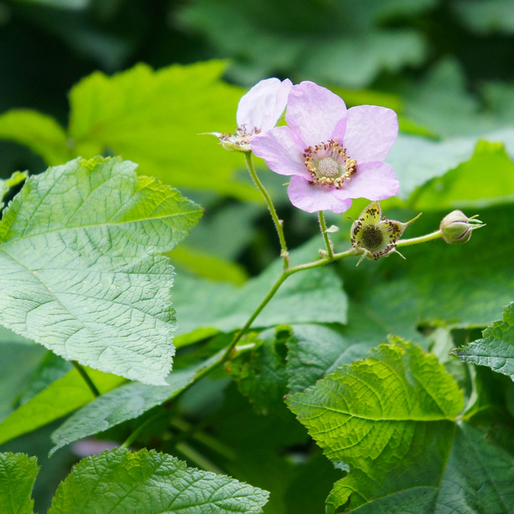 Rubus Odoratus image