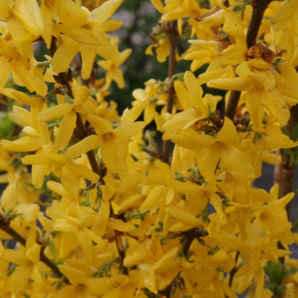 Image of Wallflowers companion plants for forsythia