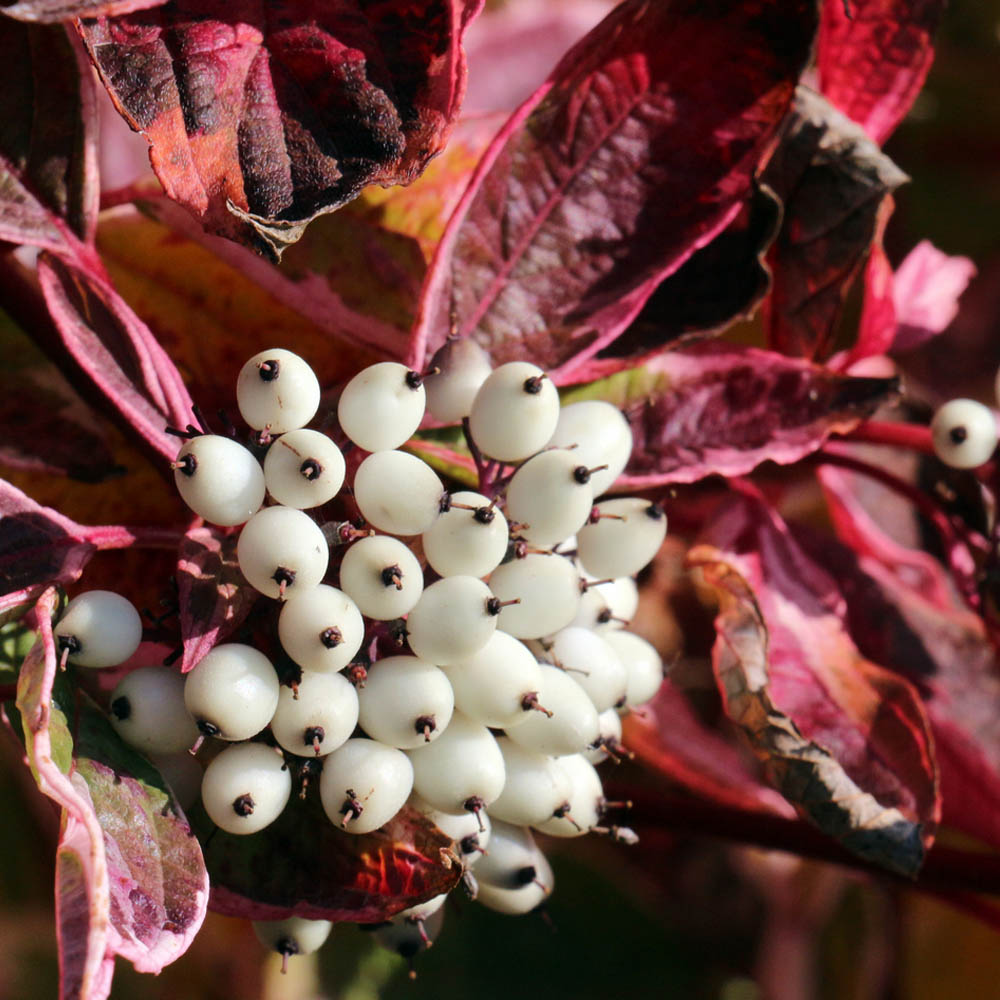 Cornus sericea 'Kelseyi' image