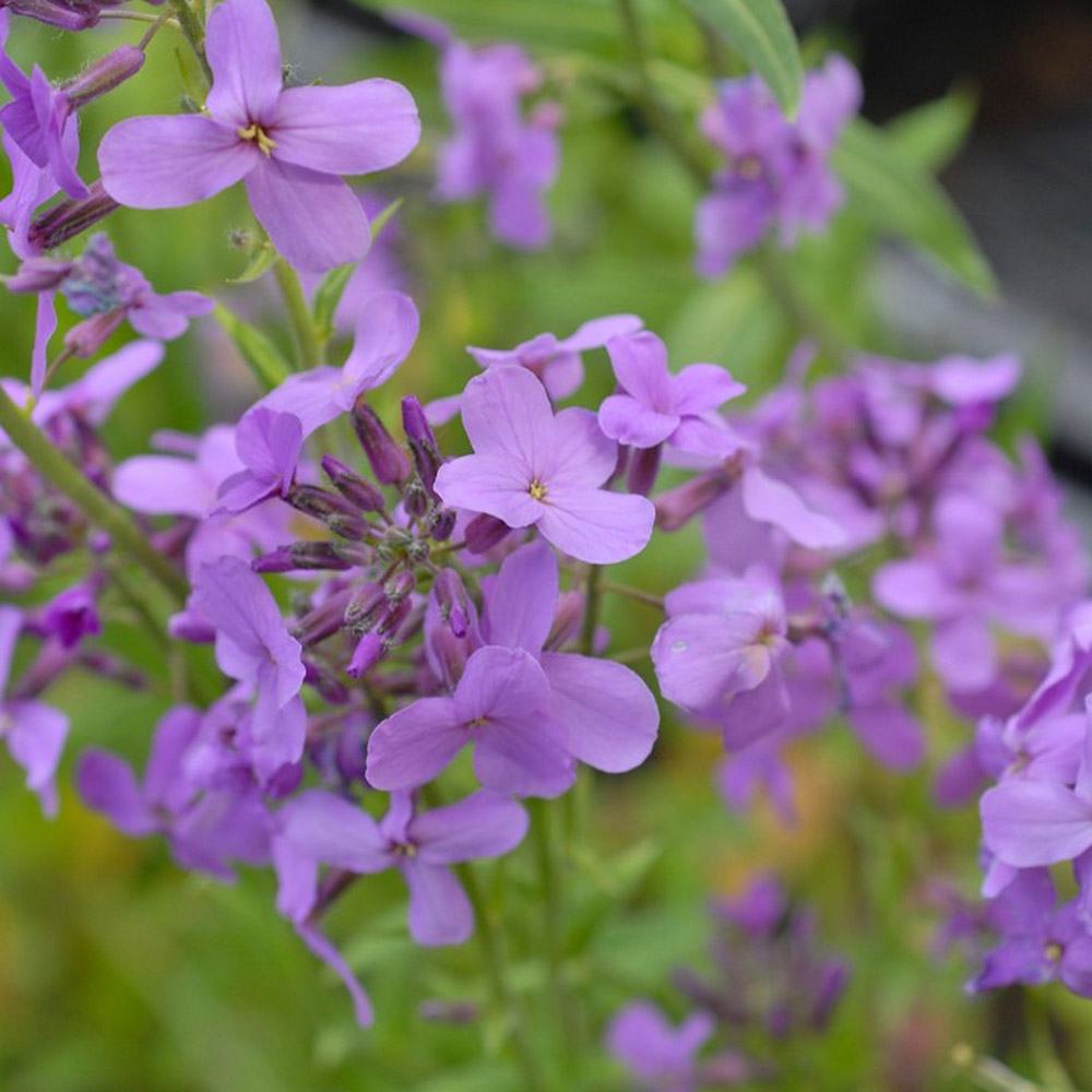 Hesperis Matronalis image