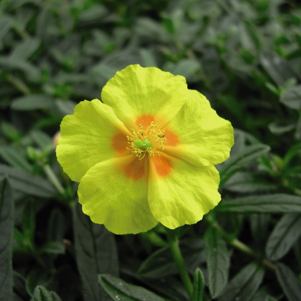 Helianthemum 'Ben Fhada' image