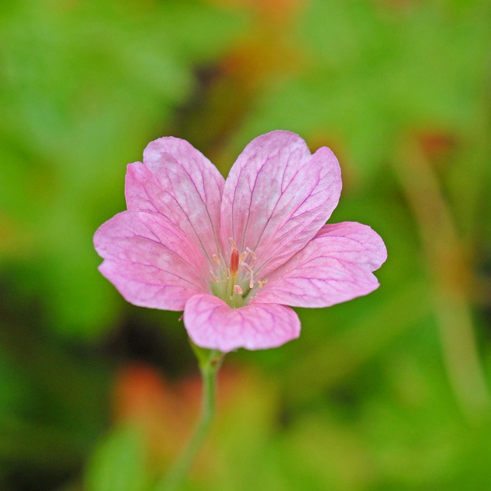 Geranium oxonianum 'Wargrave Pink' image