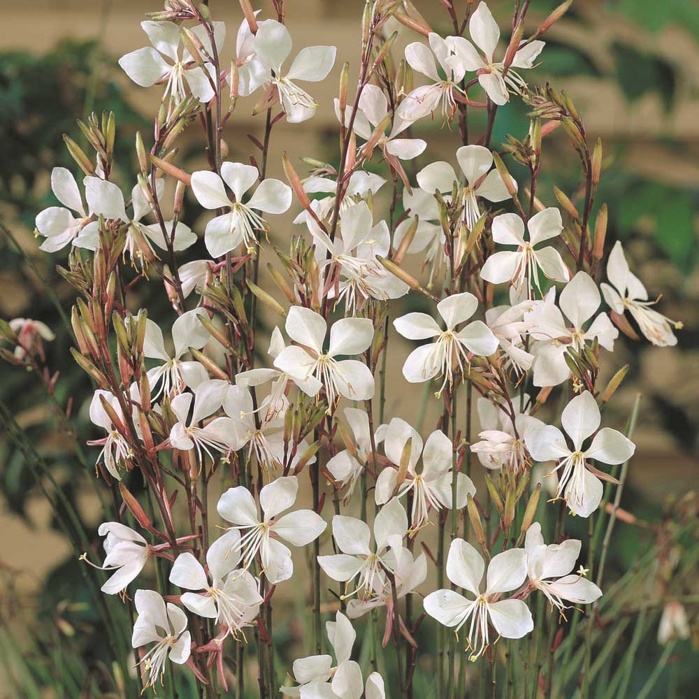 Gaura lindheimeri image