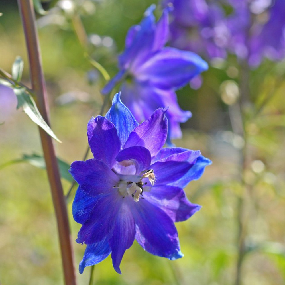 Delphinium 'Blue Bird' (Pacific Hybrid) image