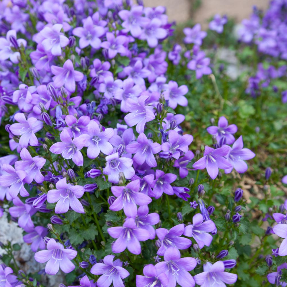 Campanula poscharskyana image