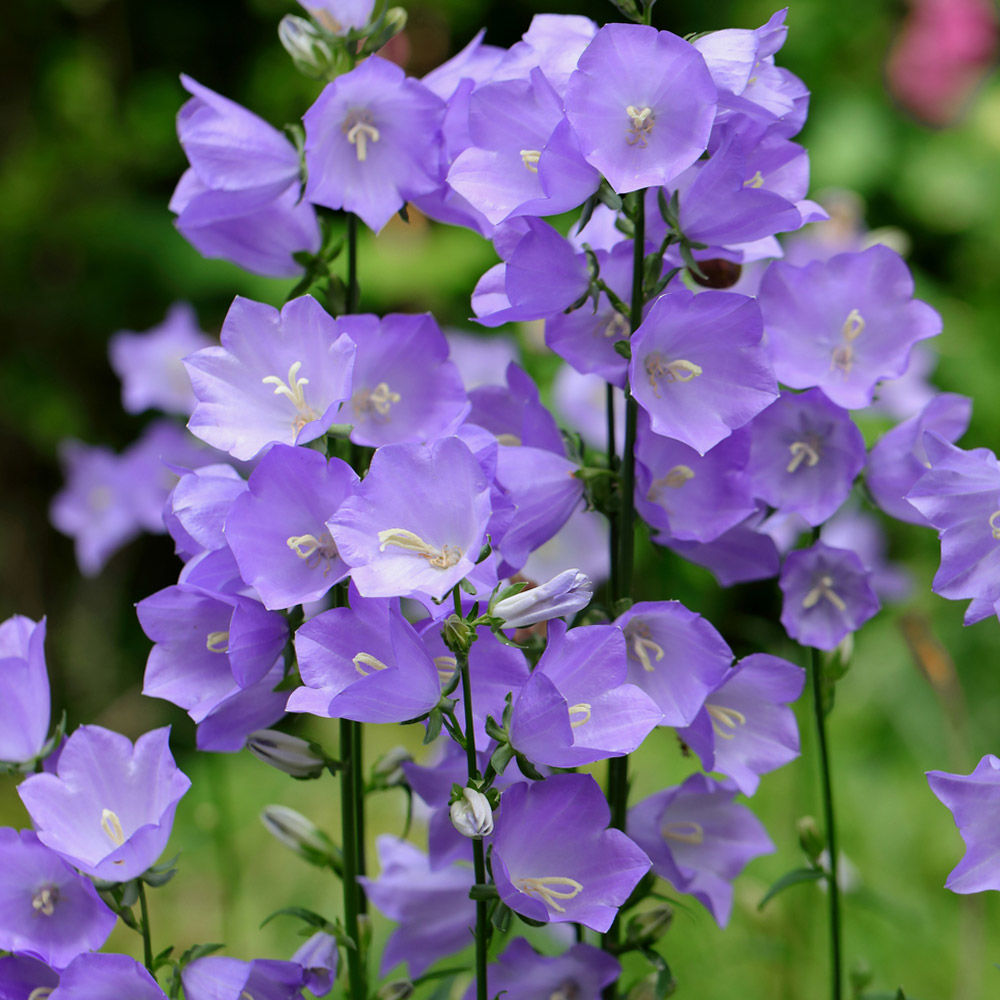 Campanula persicifolia 'Telham Beauty' image