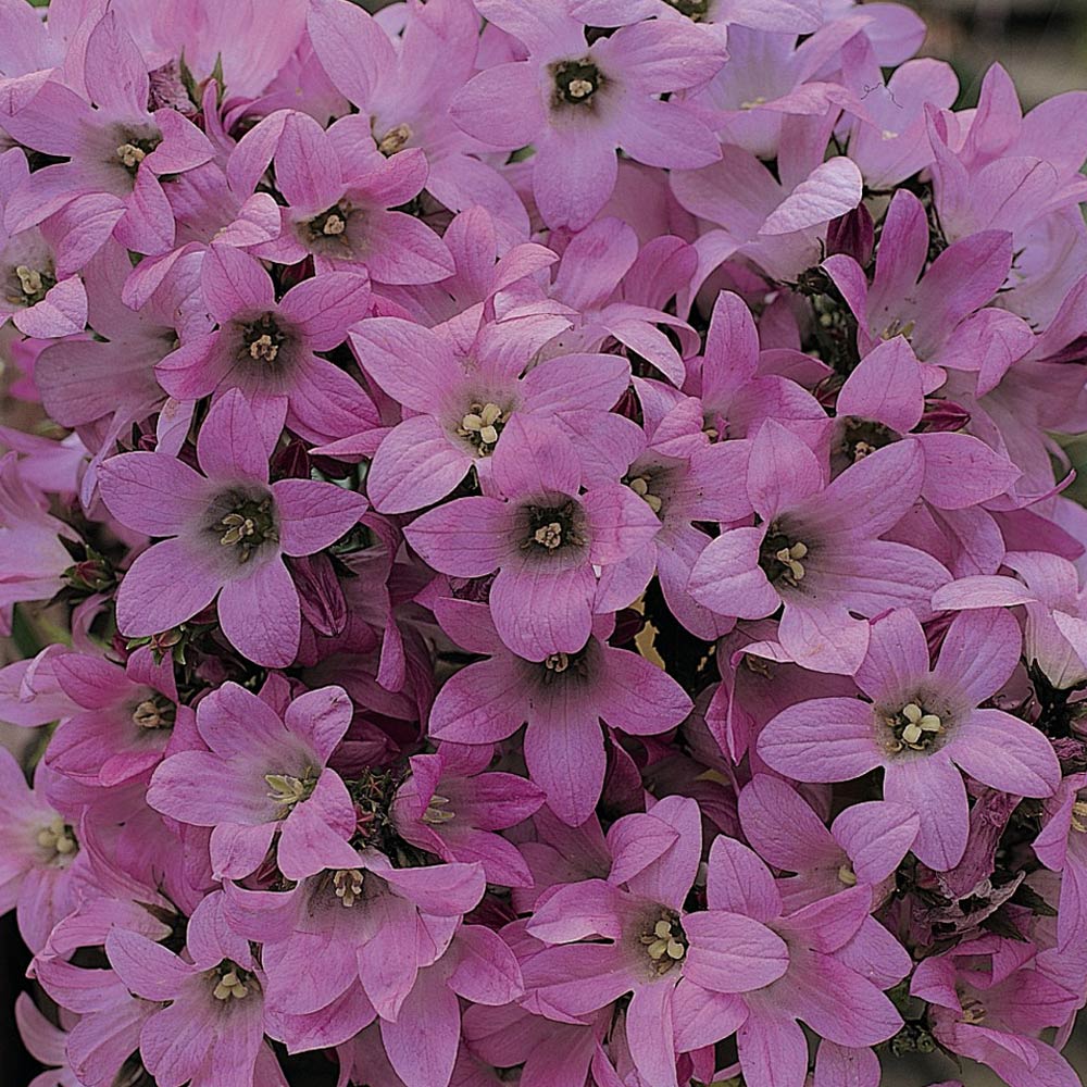 Campanula lactiflora 'Dwarf Pink' image