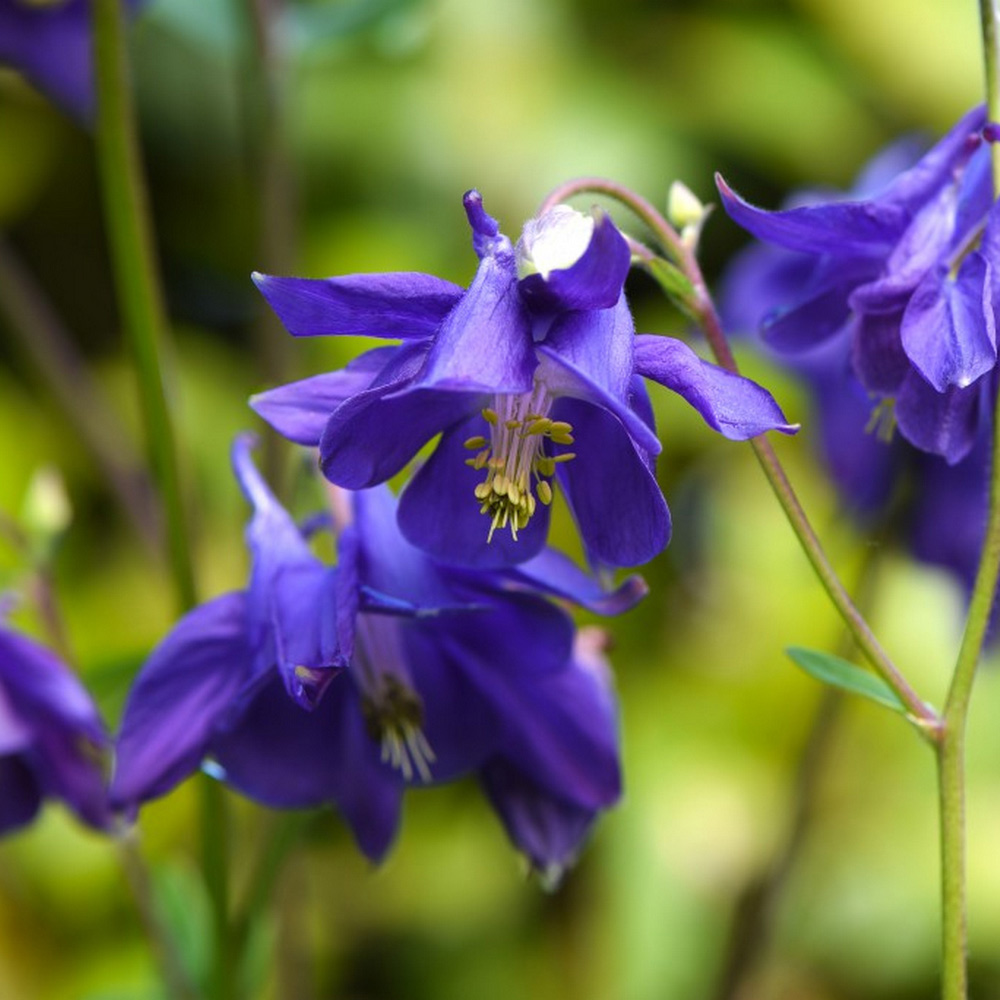 Aquilegia vulgaris image