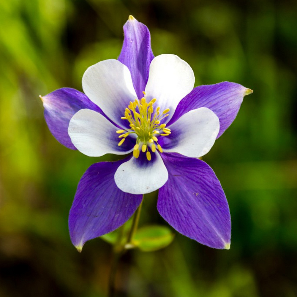 Aquilegia 'Blue Star' image