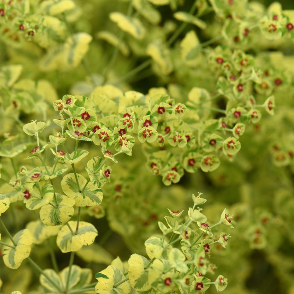 Euphorbia x martini 'Ascot Rainbow' image