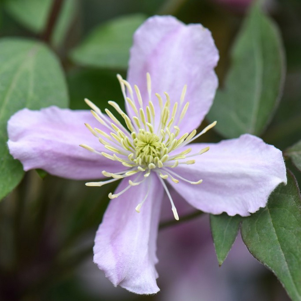 Clematis 'Elizabeth' image