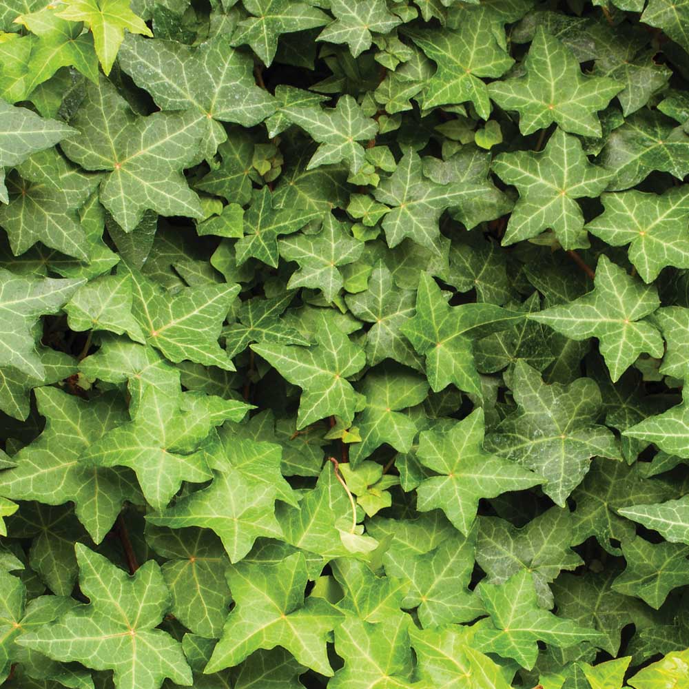 Hedera hibernica image