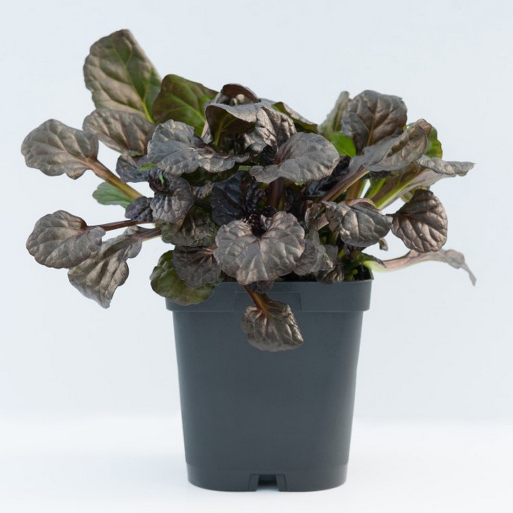 Ajuga reptans 'Catlins Giant' image