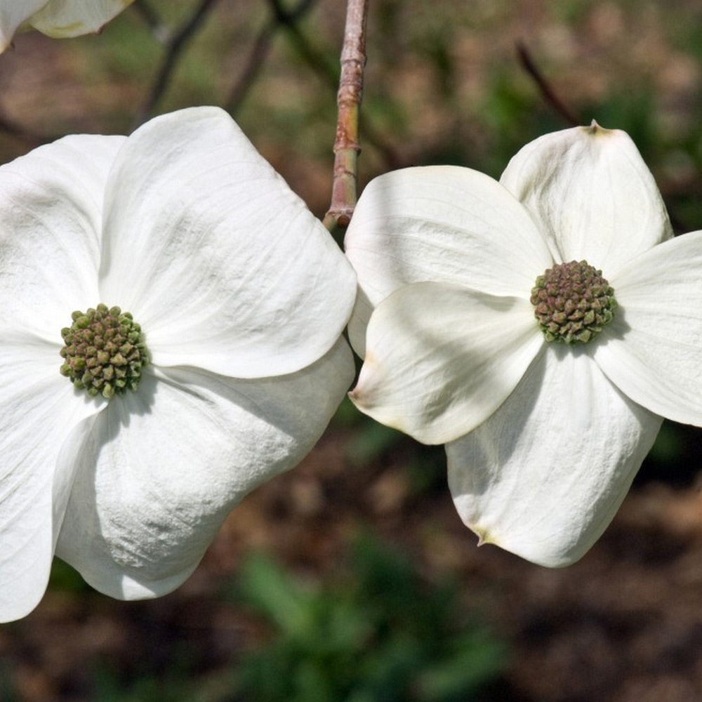 Cornus 'Eddie's White Wonder' image