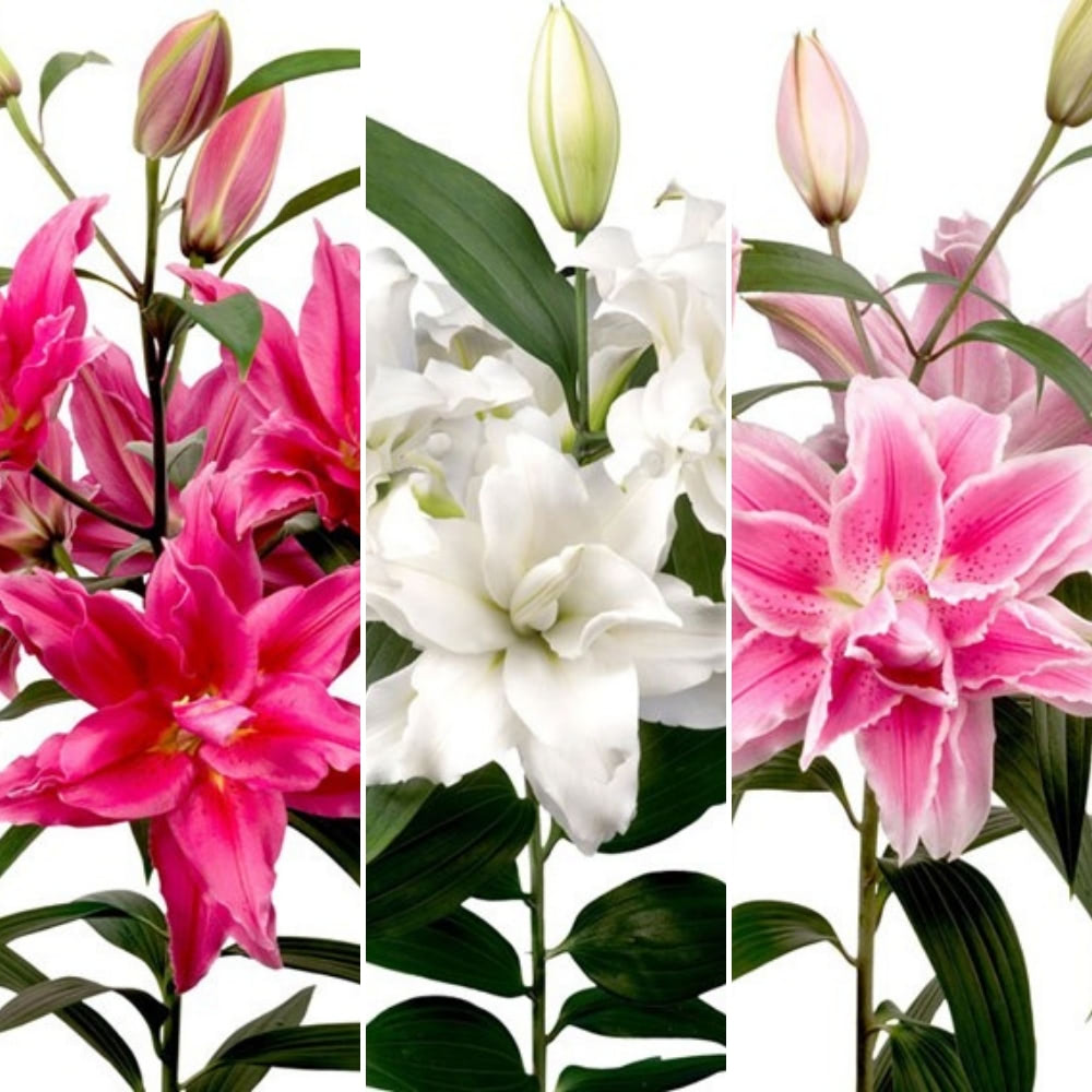 Lily 'Roselily' Collection image