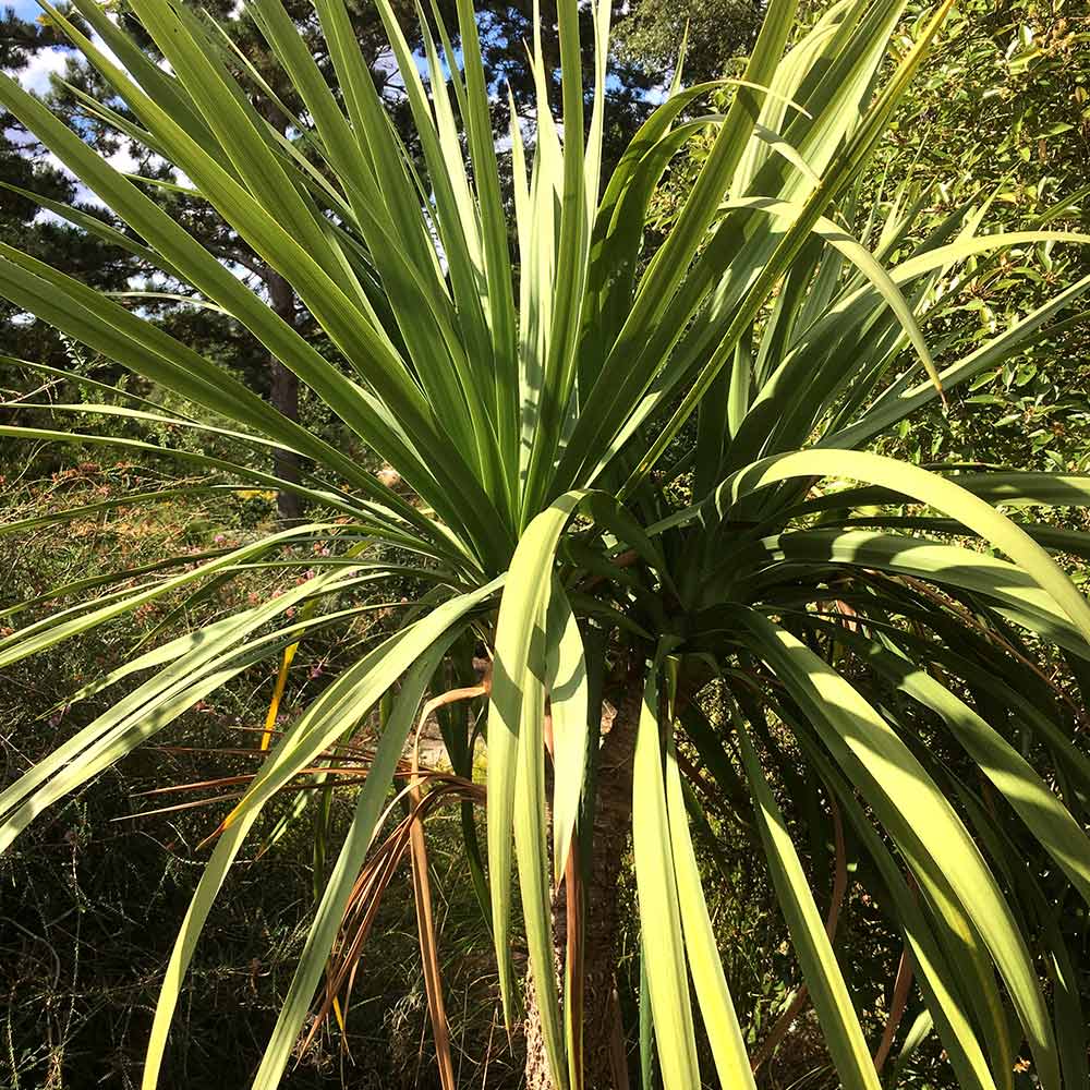 Cordyline australis Verde atlantic green image