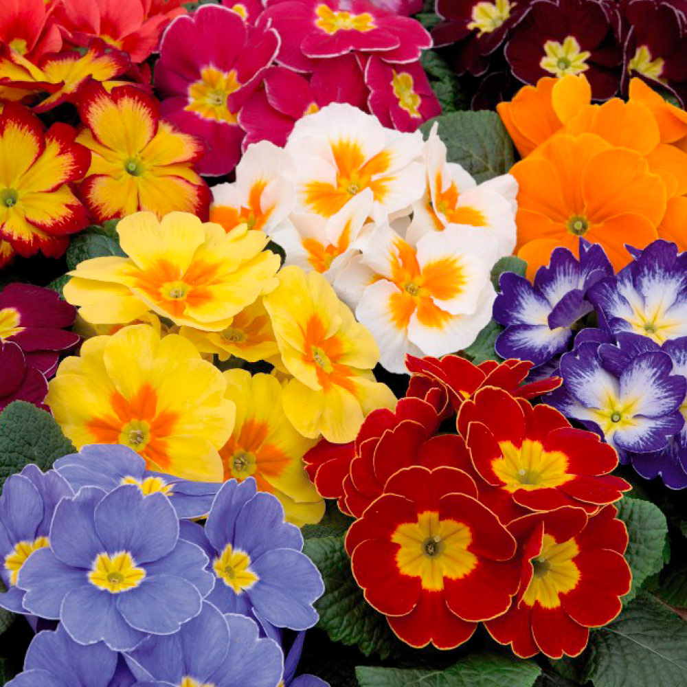 Primrose 'Alaska Improved Mixed' image