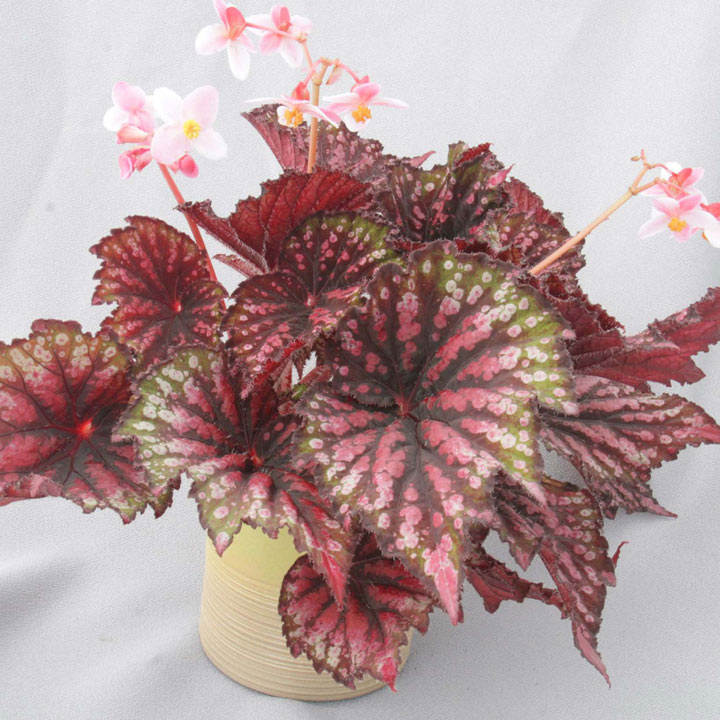 Begonia 'Star Bright' image