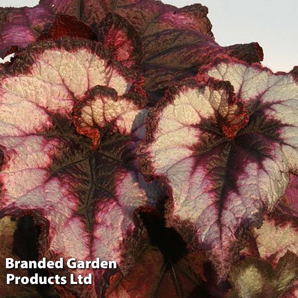 Begonia 'Blackberry Swirl' image
