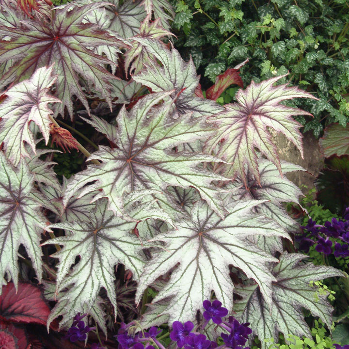 Begonia 'Connie Boswell' image