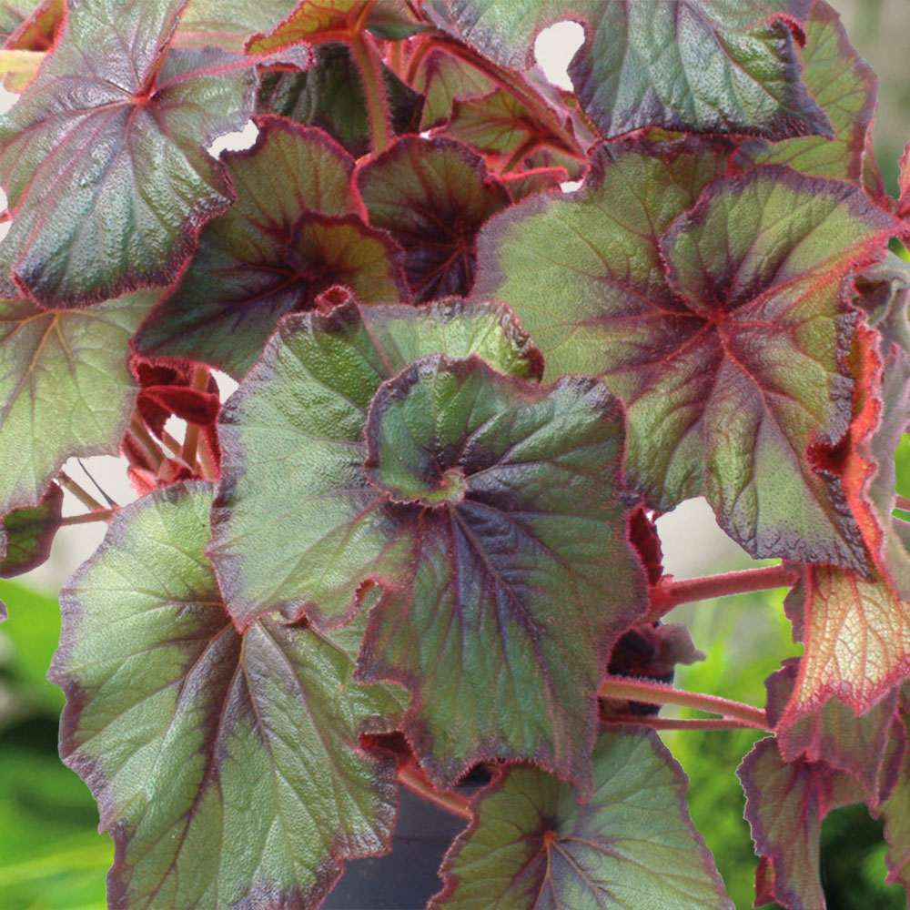 Begonia 'Curly Fireflush' image