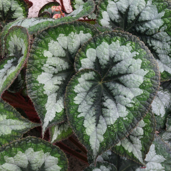 Begonia 'Emerald Giant' image