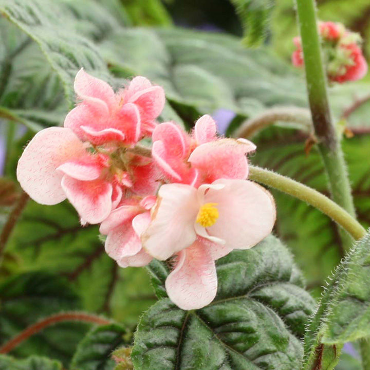 Begonia metallica image