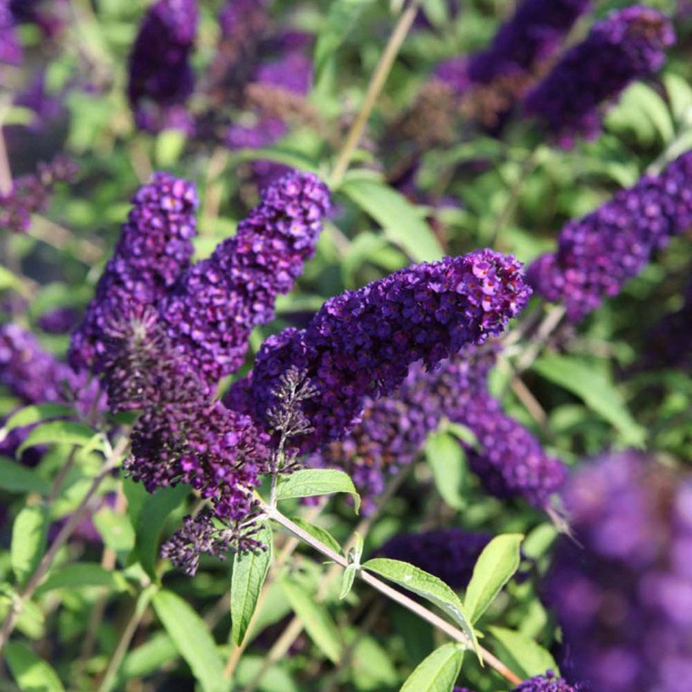 Buddleja davidii 'Black Knight' image