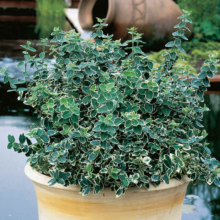 Image of Salvia companion plant for Euonymus emerald gaiety
