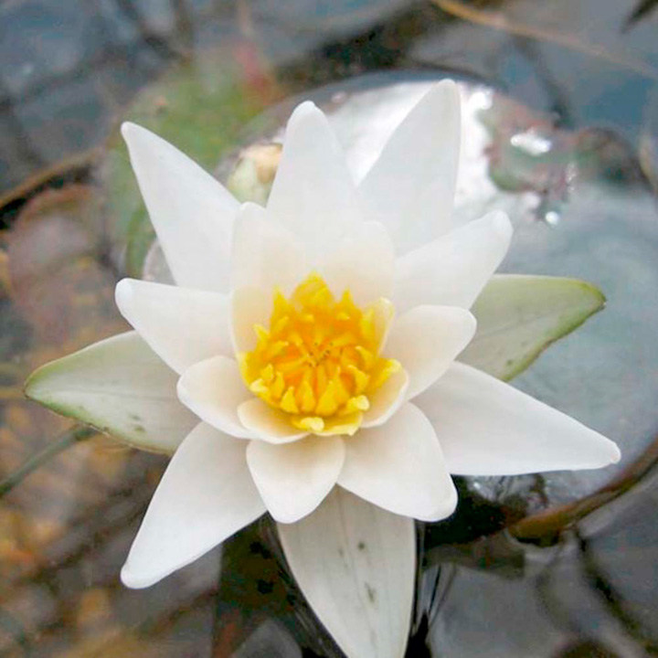 Nymphaea 'Pygmaea Alba' (Deep Water Aquatic) image