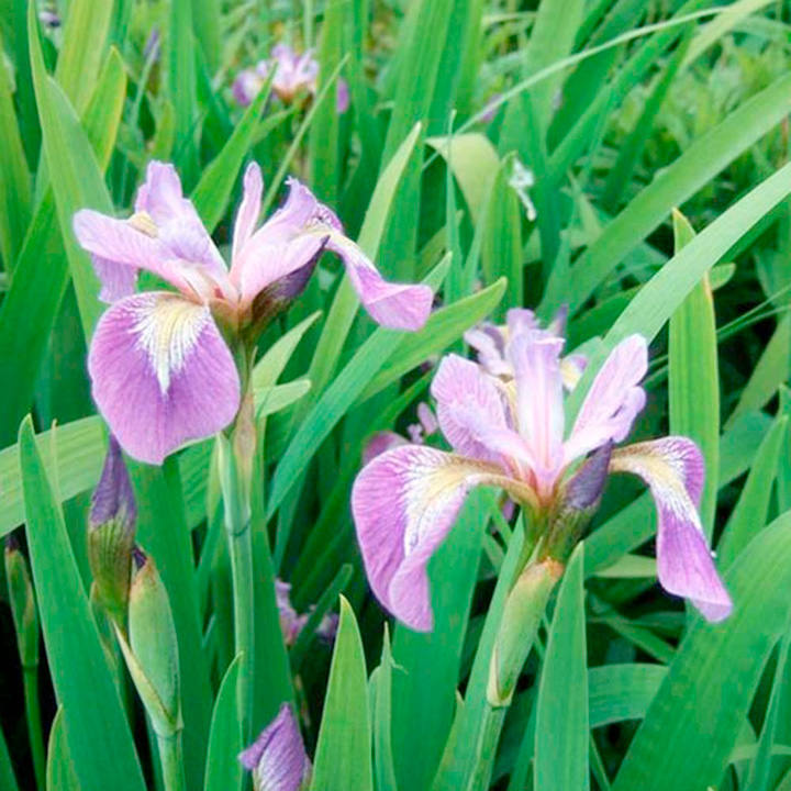 Iris versicolor (Marginal Aquatic) image