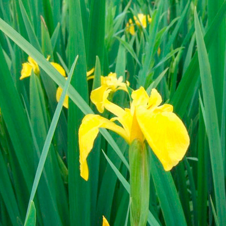 Iris pseudacorus (Marginal Aquatic) image