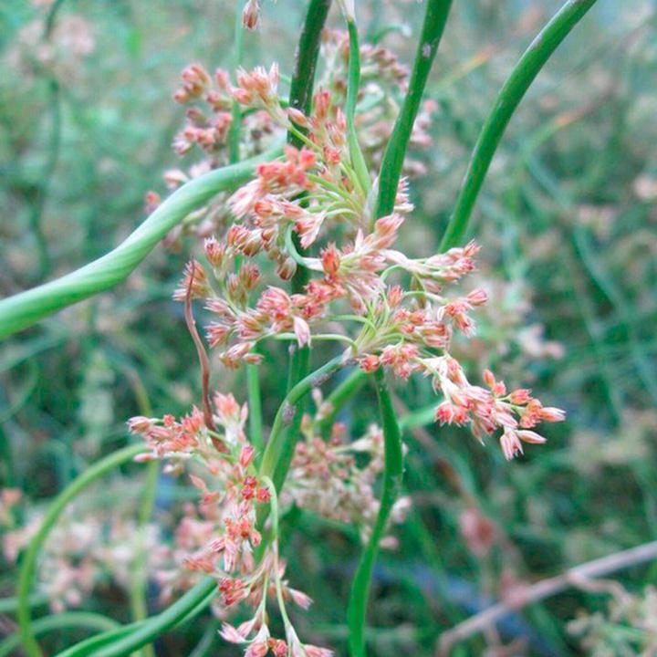 Juncus effusus f. spiralis (Marginal Aquatic) image