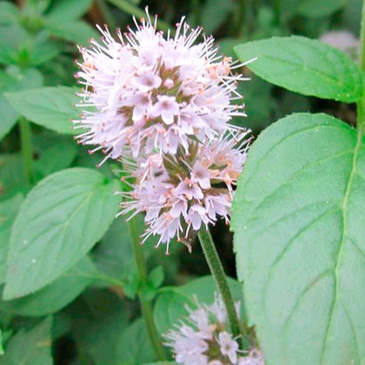 Mentha aquatica (Marginal Aquatic) image