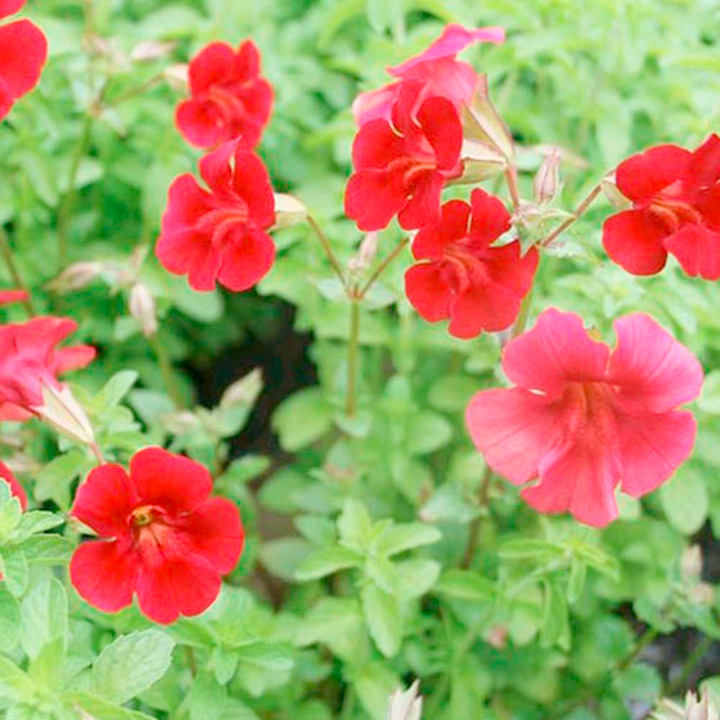 Mimulus cupreus 'Red Emperor' (Marginal Aquatic) image