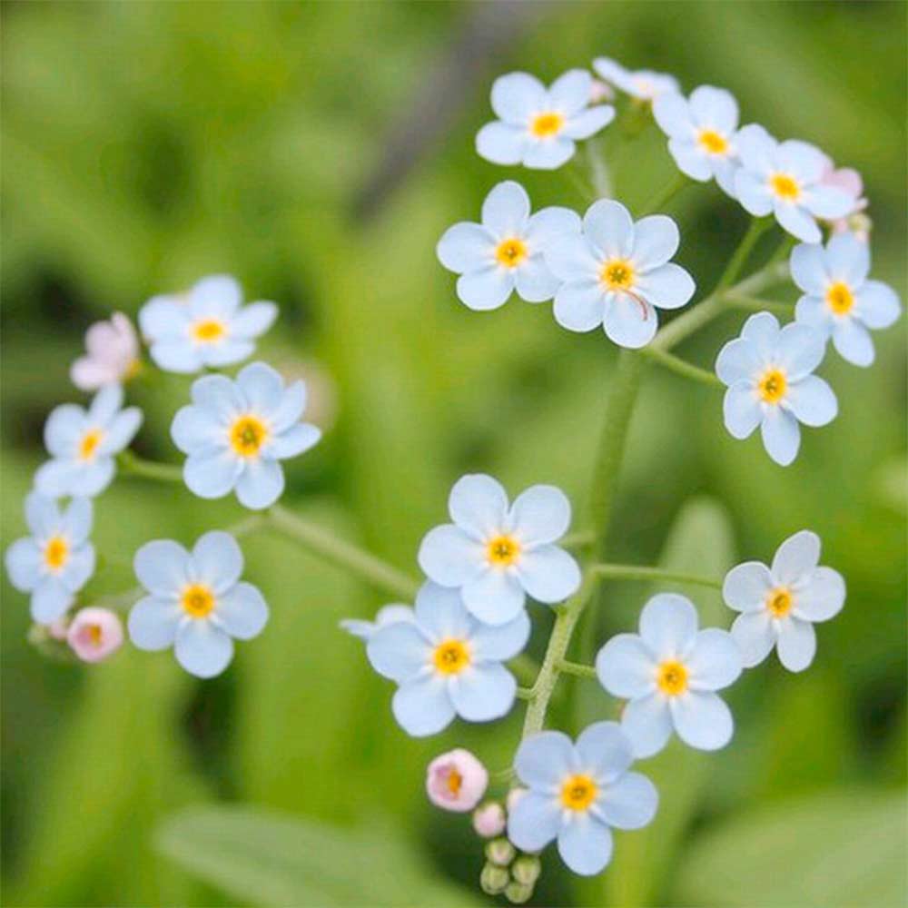 Myosotis scorpioides (Marginal Aquatic) image