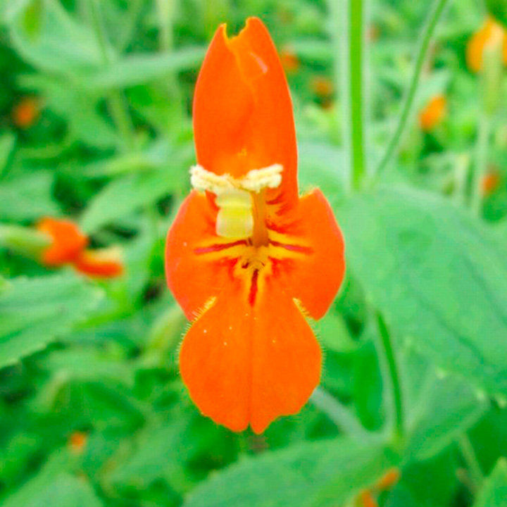 Mimulus cardinalis (Marginal Aquatic) image