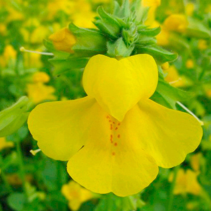 Mimulus guttatus (Marginal Aquatic) image