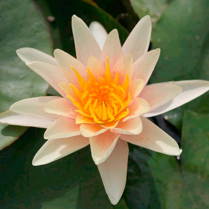 Nymphaea 'Paul Hariot' (Deep Water Aquatic) image